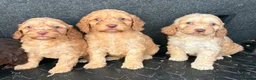 Cockapoo dogs for sale: Cockerpoo puppies  in Peterborough - Advert 10