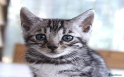 Bengal cats for sale: 2 CUTE SILVER FEMALE BENGAL KITTENS (TICA REG) - Image 8