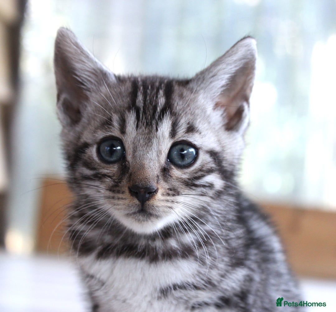 Bengal cats for sale: 2 CUTE SILVER FEMALE BENGAL KITTENS (TICA REG) - Image 8