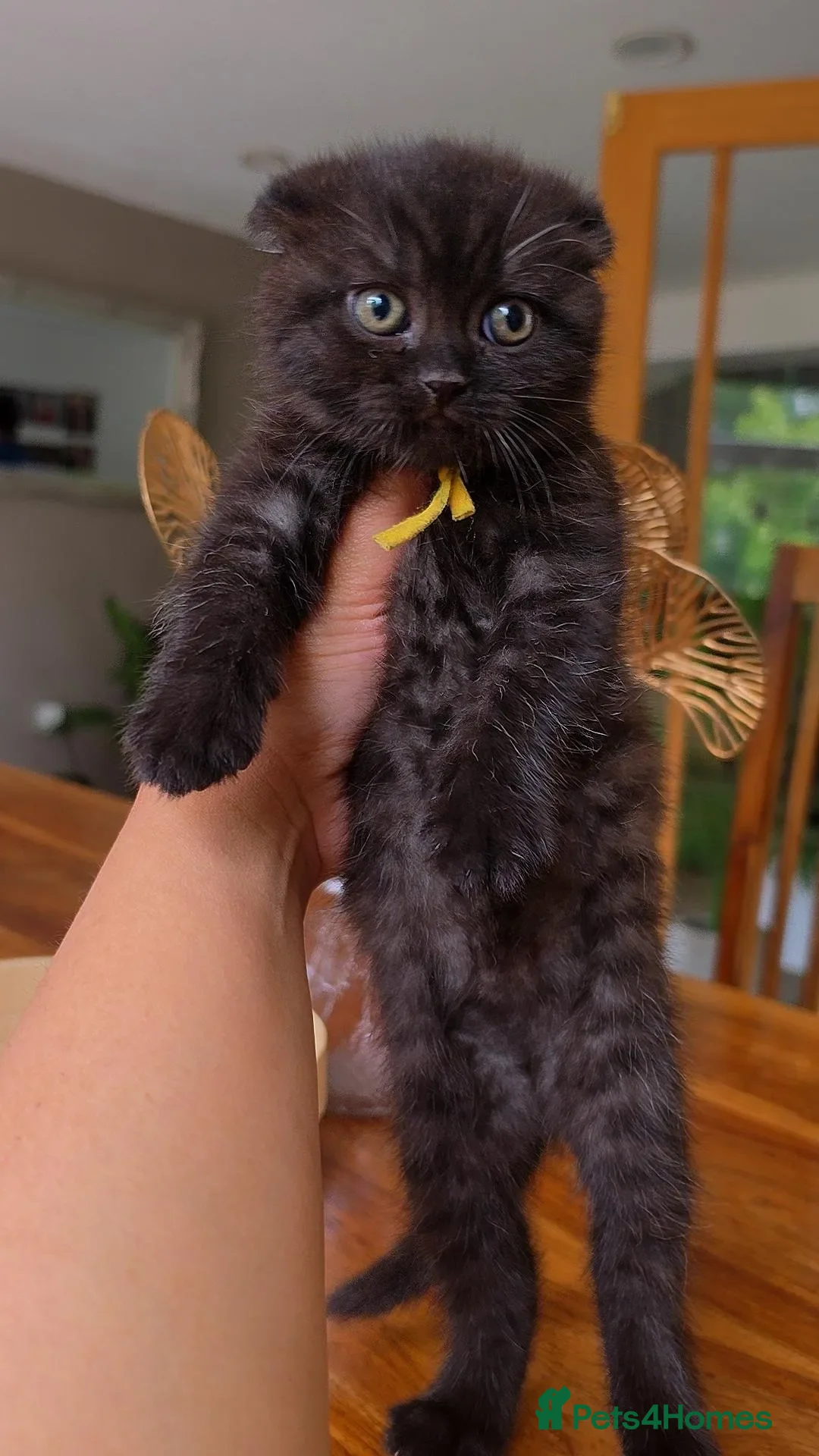 Scottish Fold cats for sale: Scottish fold kittens  - Advert 2