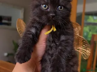 Scottish Fold cats Scottish fold kittens - Advert 3