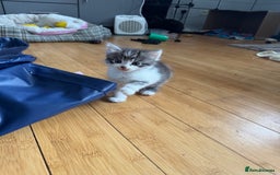 Domestic Shorthair cats for sale: 5 short/fluffy domestic kittens  - Image 21