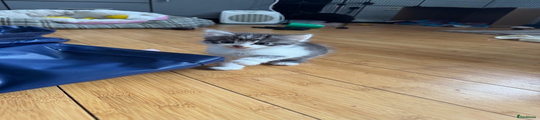 Domestic Shorthair Kitten 3