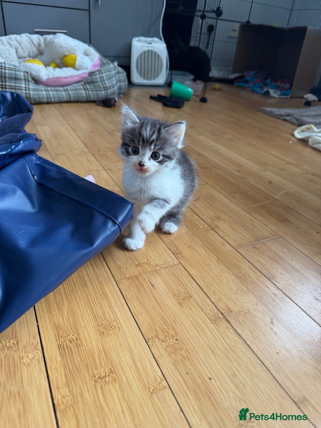 Domestic Shorthair cats for sale: 5 short/fluffy domestic kittens  - Image 21