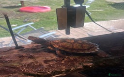 Turtle reptiles for sale: Mississippi Turtle - Image 3