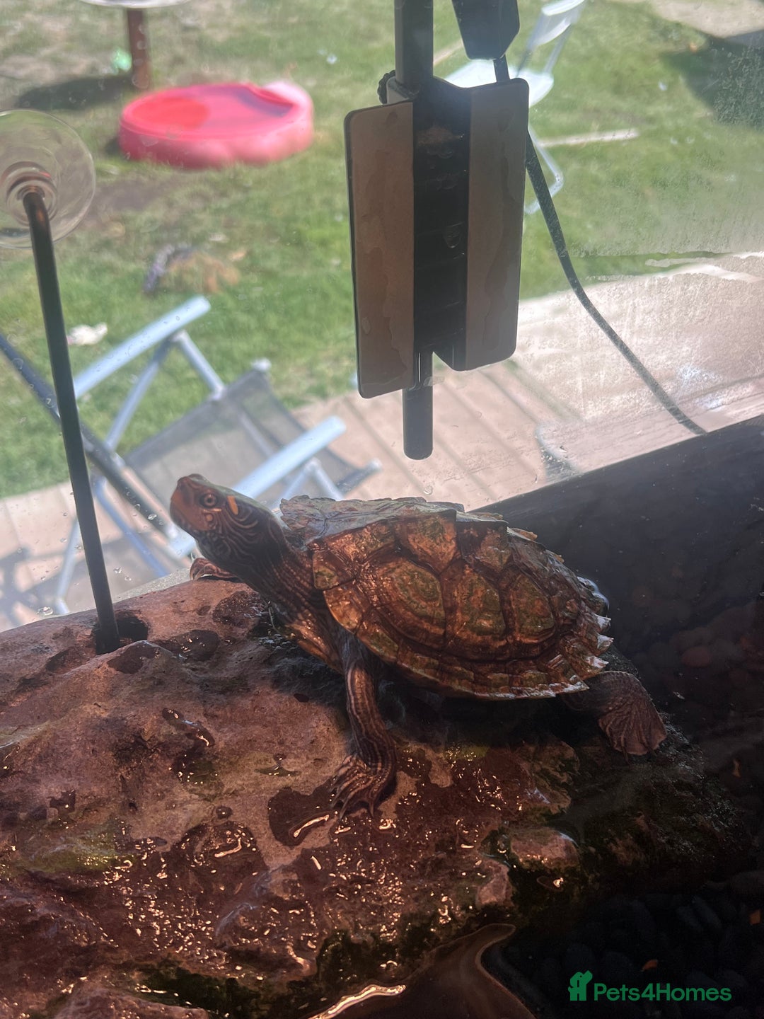 Turtle reptiles for sale: Mississippi Turtle - Image 3