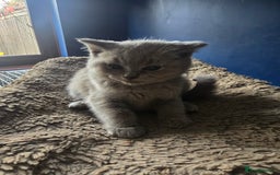 British Shorthair cats for sale: British short hair - Image 4
