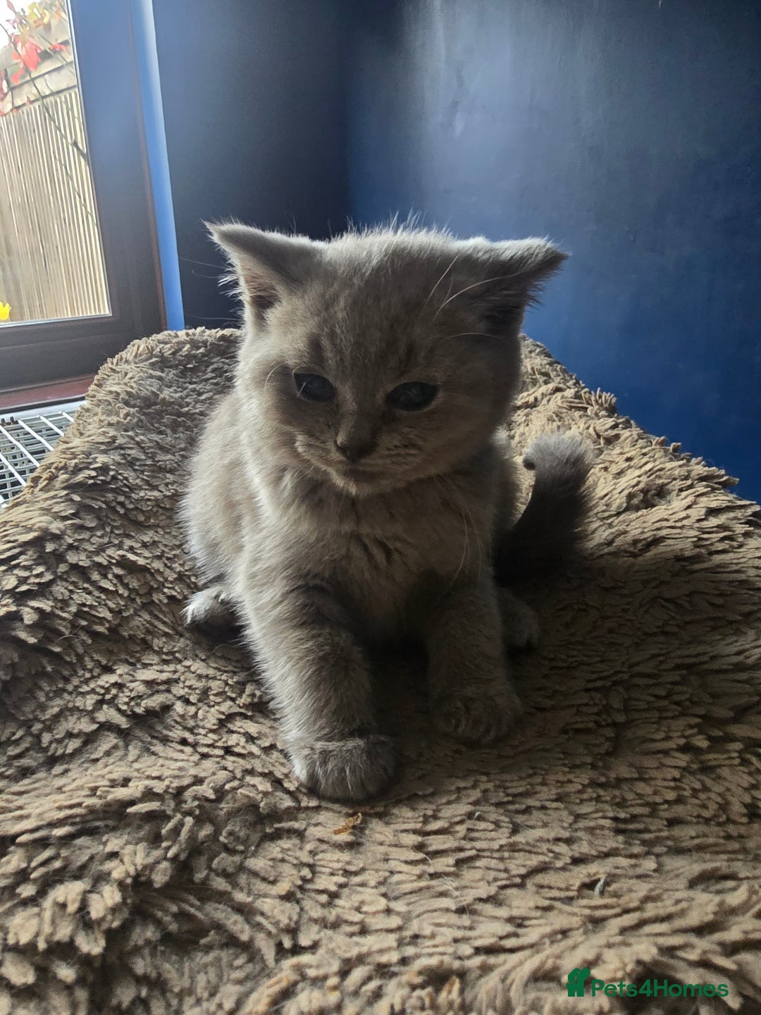 British Shorthair cats for sale: British short hair - Image 4
