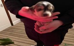 Cockapoo dogs for sale: F1b Cockerpoo puppies. - Image 13