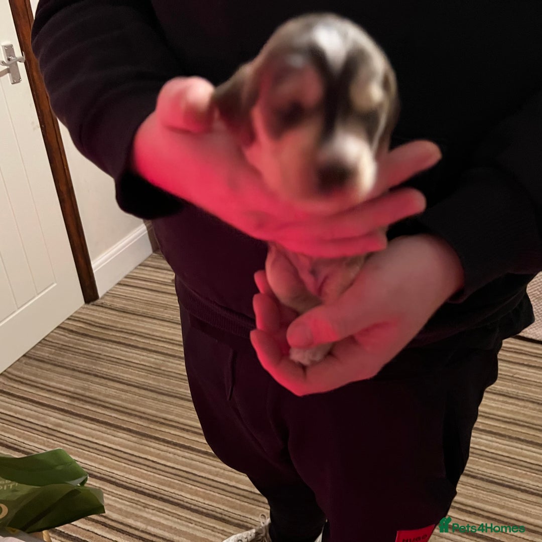 Cockapoo dogs for sale: F1b Cockerpoo puppies. - Image 13
