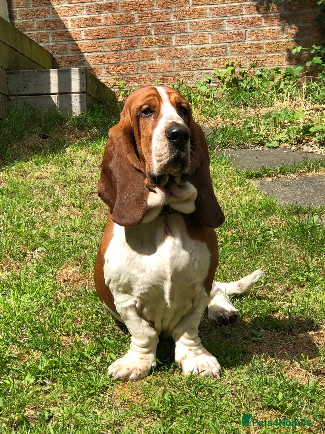 Basset Hound dogs for stud: Finnish import dog offered for stud - Image 3