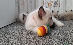 Ragdoll cats for sale: GCCF beautiful seal white bi-colour/point mitted - Image 22