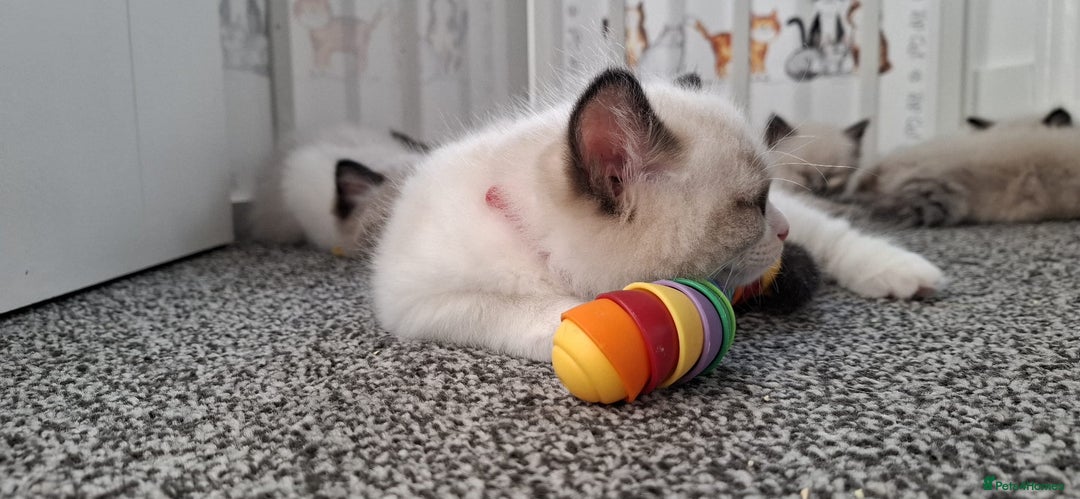 Ragdoll cats for sale: GCCF beautiful seal white bi-colour/point mitted - Image 22