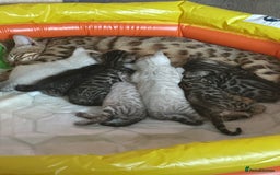 Bengal cats for sale: Stunning Bengal kittens - Image 8