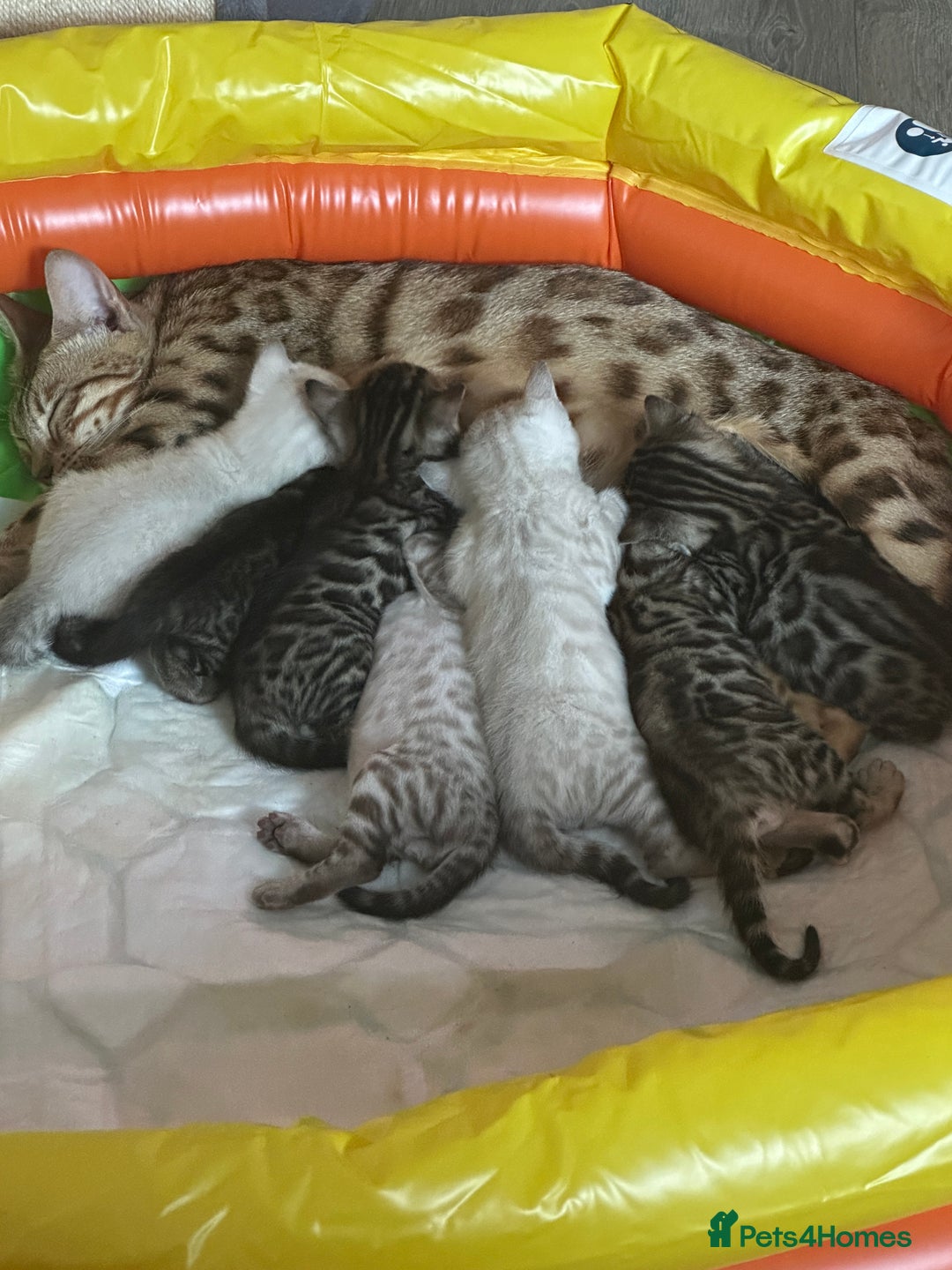 Bengal cats for sale: Stunning Bengal kittens - Image 8
