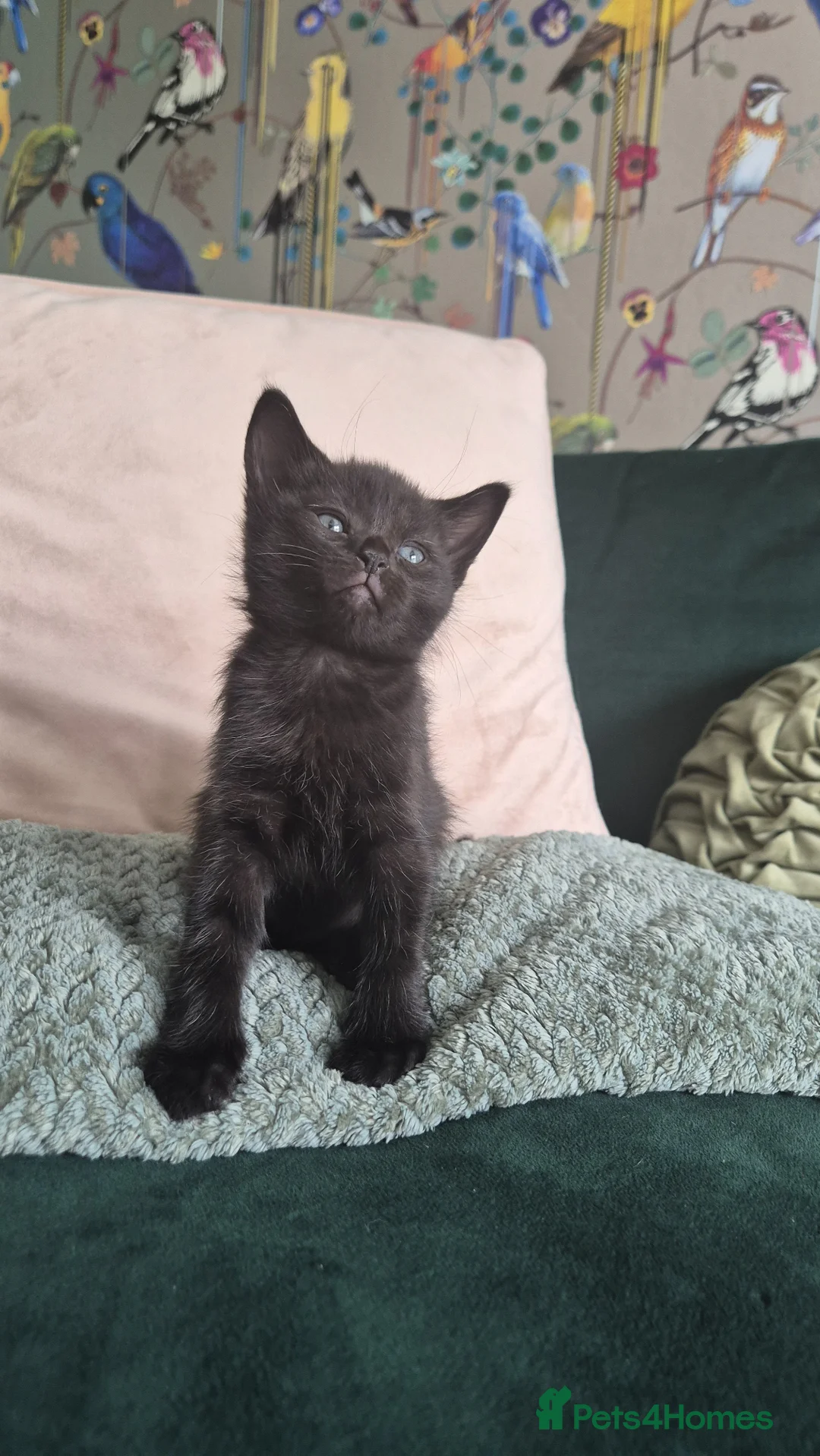 Mixed Breed cats for sale: 3 female kittens left! - Advert 11