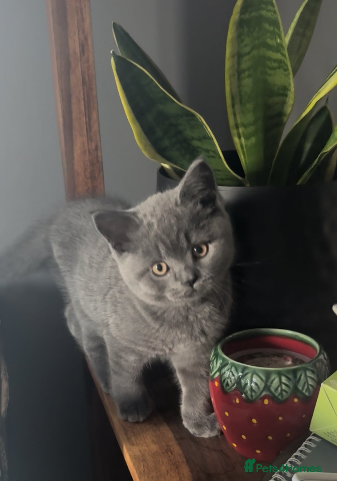 British Shorthair cats for sale: BSH BLUE/Grey kittens 2 gorgeous boys available - Image 17