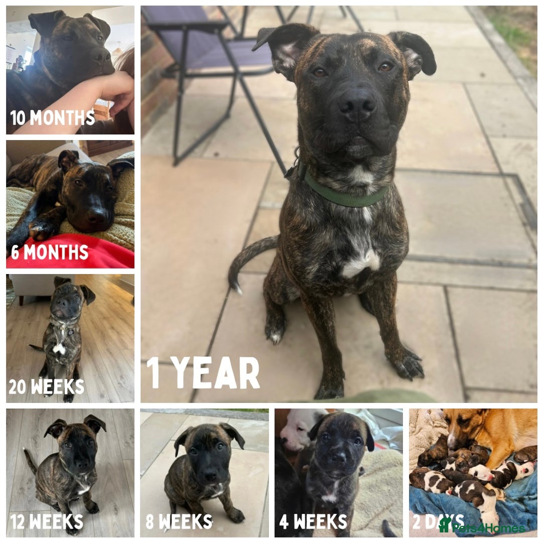 Mixed Breed dogs for sale: German Shepherd Staffy x Pure Blue Staffy - Image 5