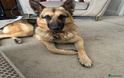 German Shepherd dogs for sale: German Shepherd pups - Image 14