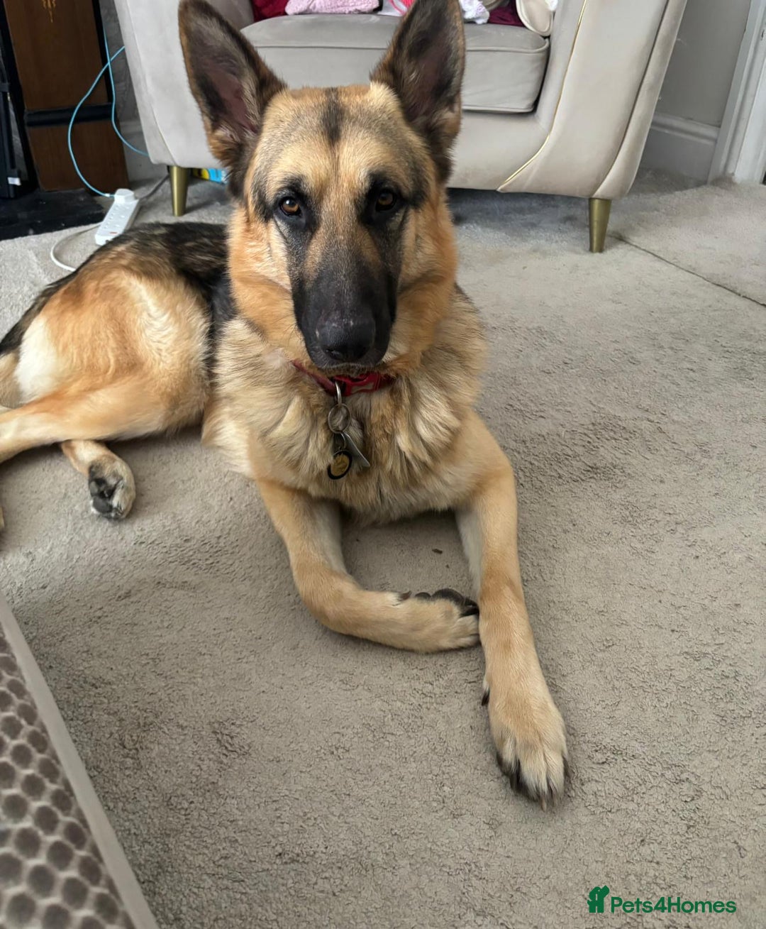 German Shepherd dogs for sale: German Shepherd pups - Image 14