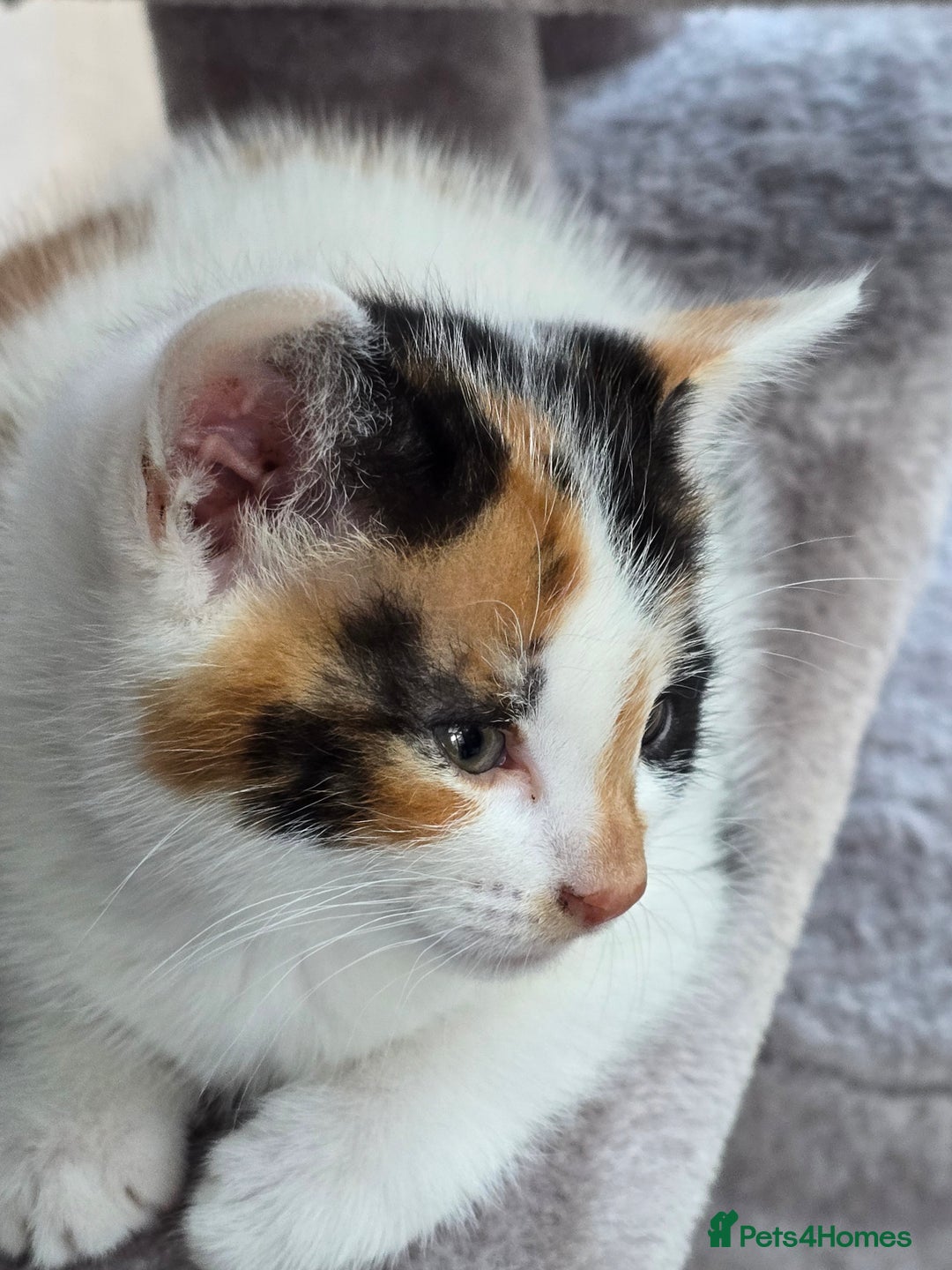 Mixed Breed cats for sale: Premium mixed breed kittens - Image 3