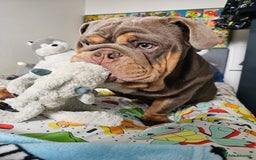 English Bulldog dogs for sale: Handsome House Trained English Bulldog for Sale - Image 7