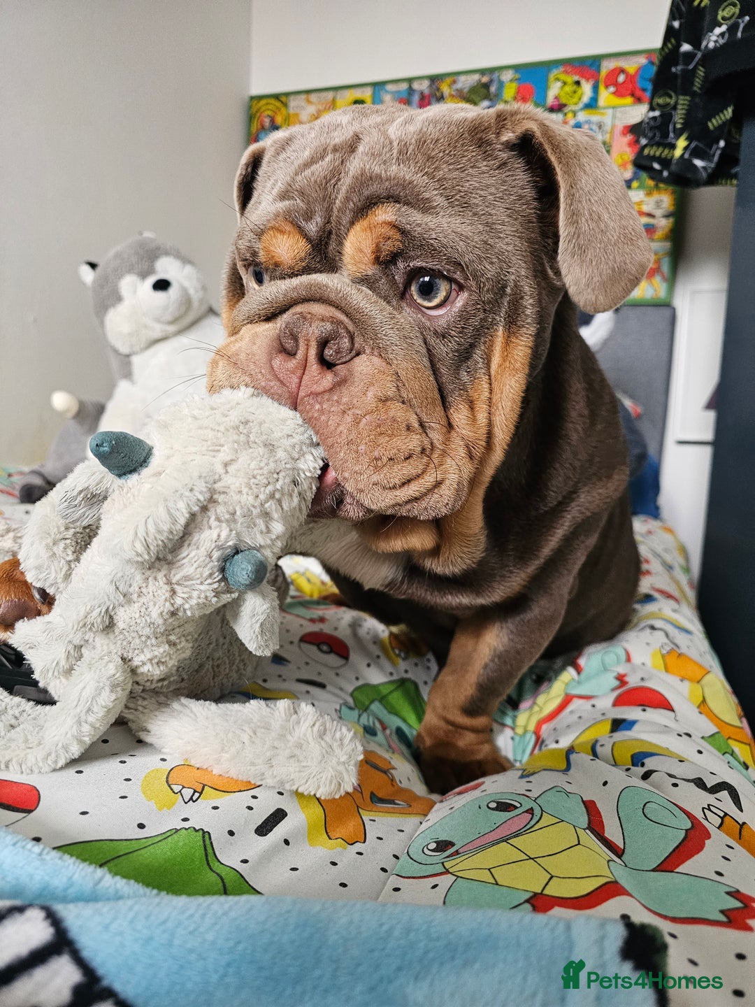 English Bulldog dogs for sale: Handsome House Trained English Bulldog for Sale - Image 7