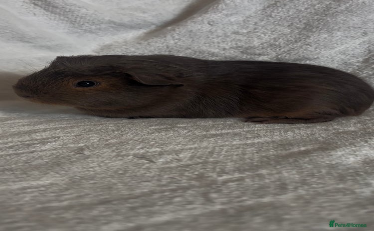 Guinea Pig rodents - Advert 2