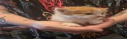 Maine Coon cats for sale: Maine coon Cross kitten - Advert 12