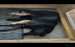 Labrador Retriever dogs for sale: KC Registered Labrador Puppies Ready 24th November - Image 18