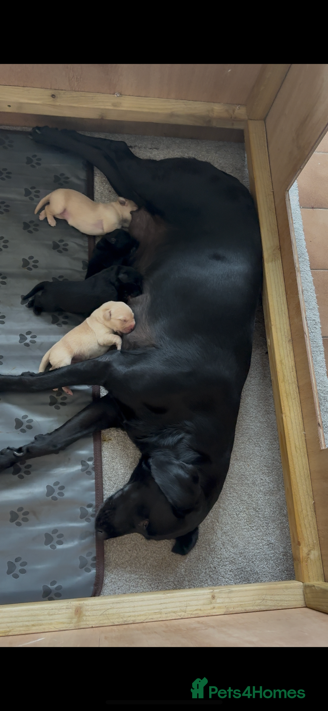 Labrador Retriever dogs for sale: KC Registered Labrador Puppies Ready 24th November - Image 18