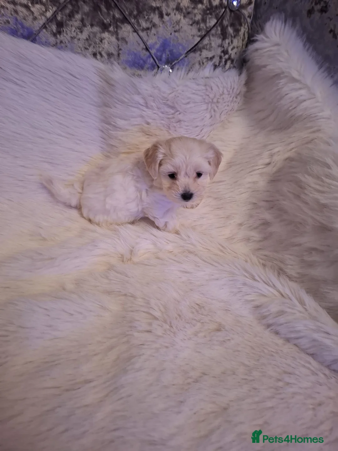 Maltipoo dogs for sale: Maltipoo puppies  in Northampton - Advert 1