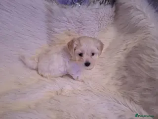 Maltipoo dogs Maltipoo puppies - Advert 6