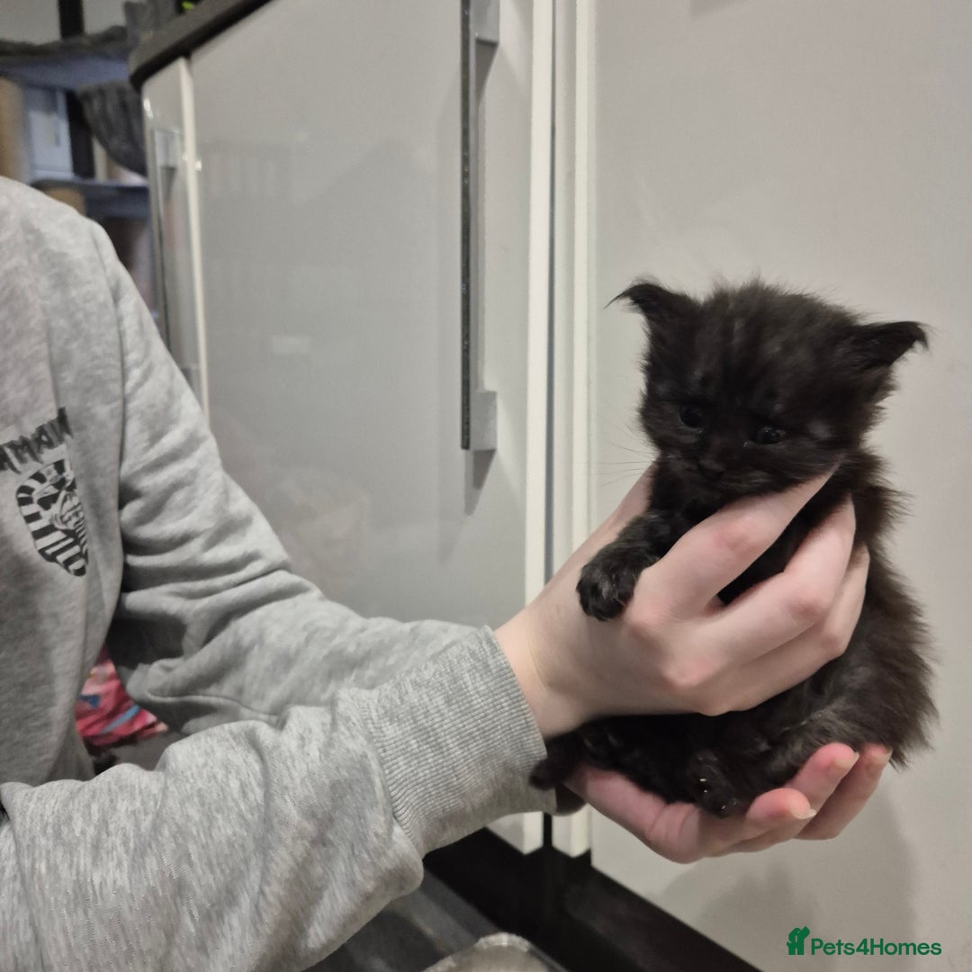 Maine Coon cats for sale: GCCF Registered Maine Coon Kittens Ready to go - Advert 4