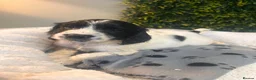 Sprocker dogs for sale: F1b (75% Cocker) Sprocker Puppies 5 * Breeder  - Advert 5