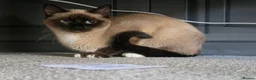 Siamese cats for sale: Siamese  - Advert 3