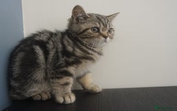 British Shorthair cats for sale: STUNNING British Shorthair Kittens Silver Tabbies - Image 16