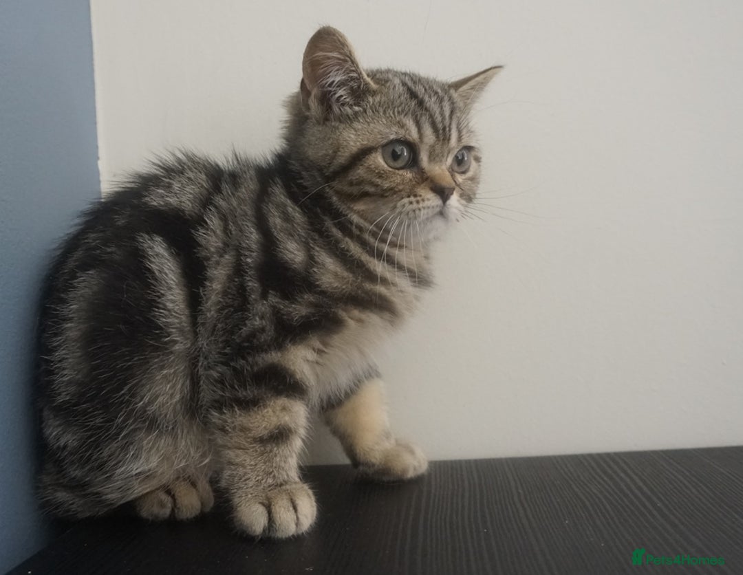 British Shorthair cats for sale: STUNNING British Shorthair Kittens Silver Tabbies - Image 16