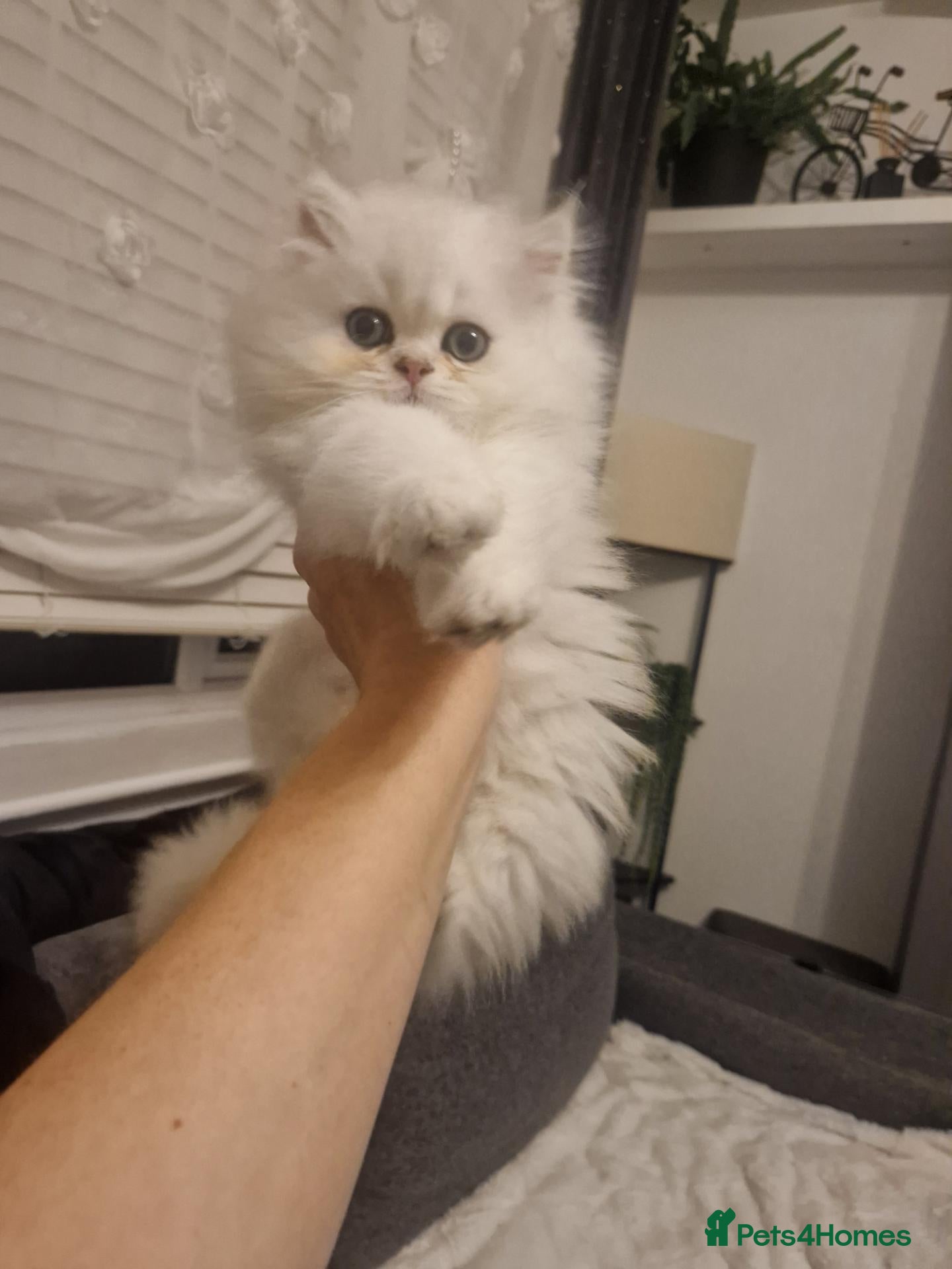 Persian cats Chinchilla Persian only one boy left Simba - Advert 8