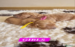 Australian Labradoodle dogs for sale: STUNNING FULLY HEALTH TESTED PUPPIES 🌟🐾 - Image 13