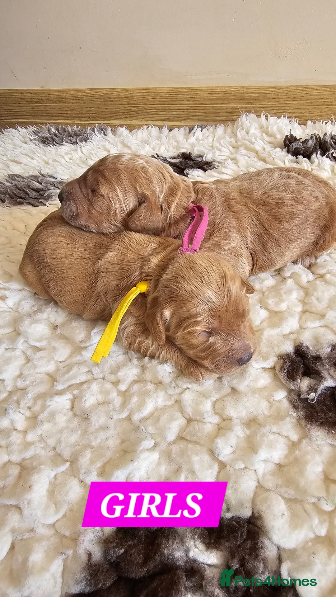 Australian Labradoodle dogs for sale: STUNNING FULLY HEALTH TESTED PUPPIES 🌟🐾 - Image 13