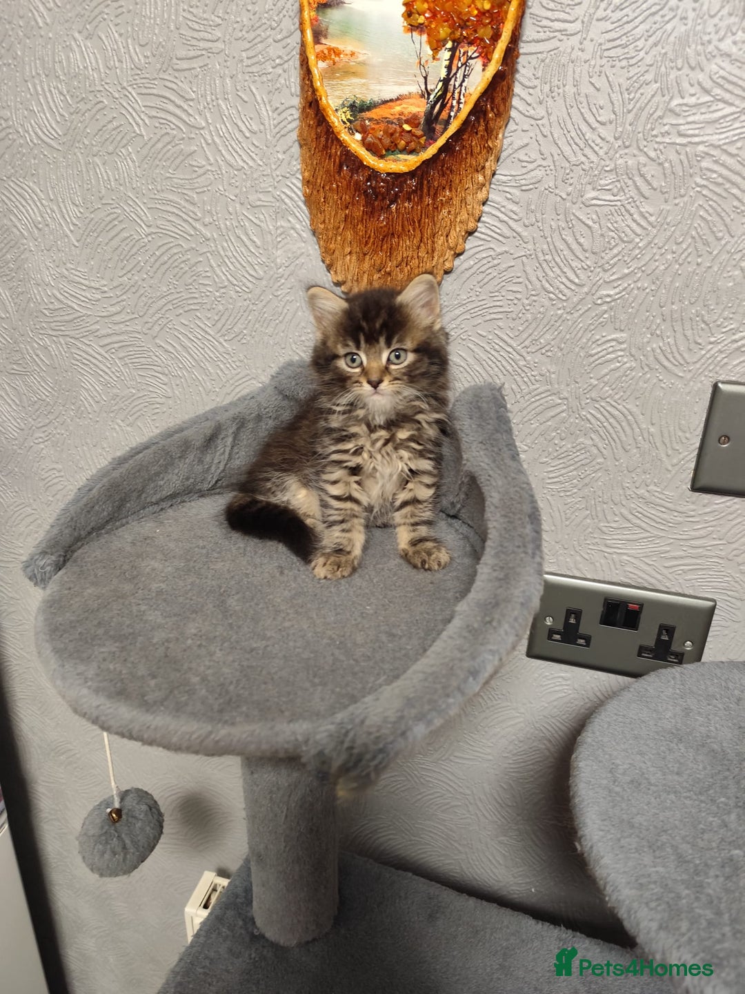 Mixed Breed cats for sale: Beautiful kittens ready for new home - Image 6