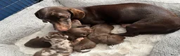 Miniature Dachshund dogs for sale: Mini dachshund  - Advert 22