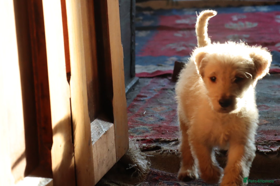 Labradoodle dogs for sale: Lovely Labradoodle Puppies Licenced Breeder - Image 32