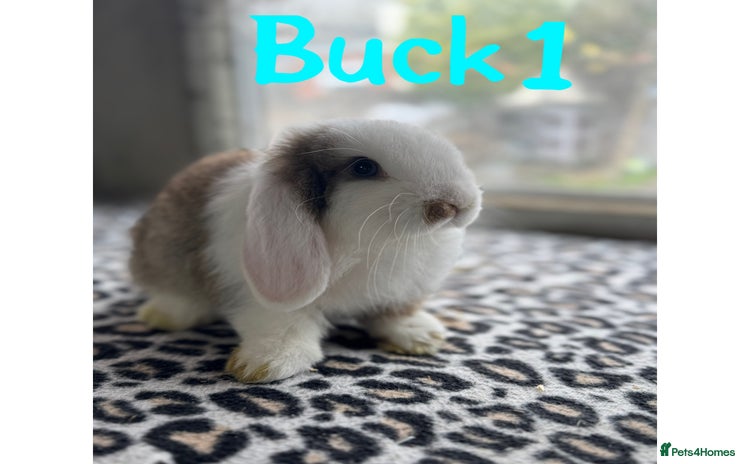Mini Lop rabbits - Advert 1