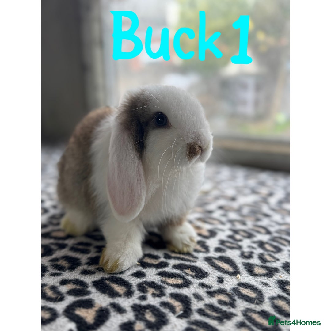 Mini Lop rabbits for sale: Pure breed mini lops male and female  - Image 1