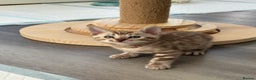 Bengal cats for sale: Pure Bengal kittens ready to go - Advert 1