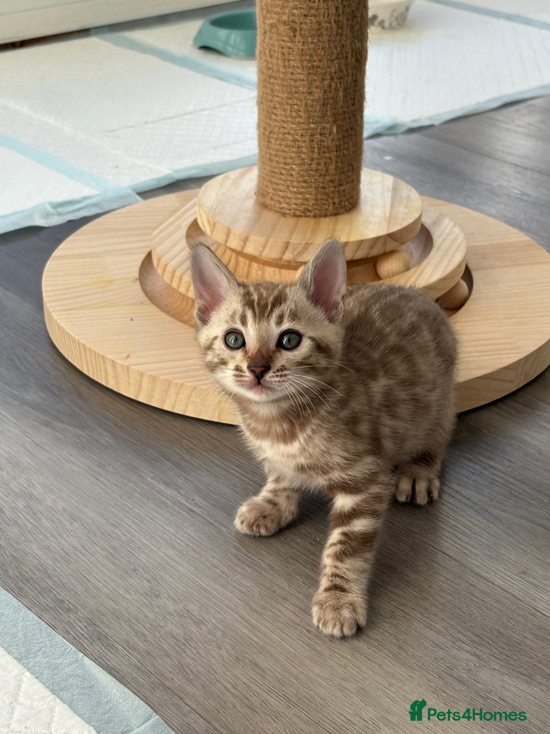 Bengal cats for sale: Pure Bengal kittens ready to go - Advert 1