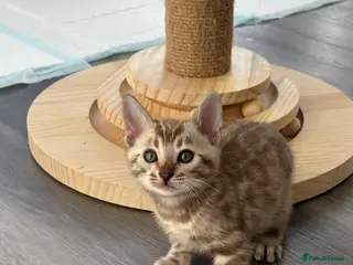 Bengal cats Beautiful Pure Bengal kittens 🐆🩷 - Advert 14