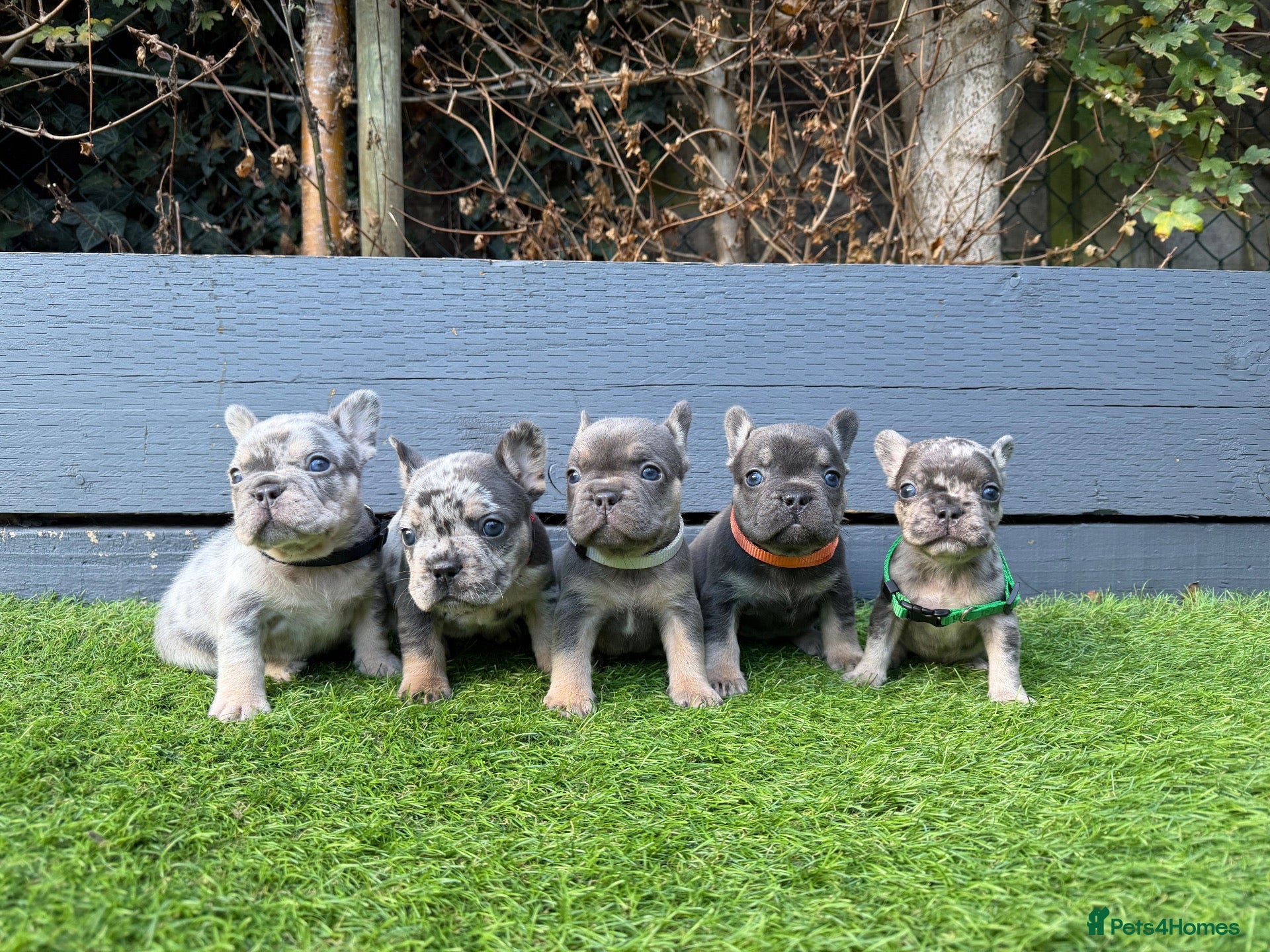 French Bulldog dogs Five unique fluffy carrier puppies ✔️ 🏠 🧬  - Advert 1